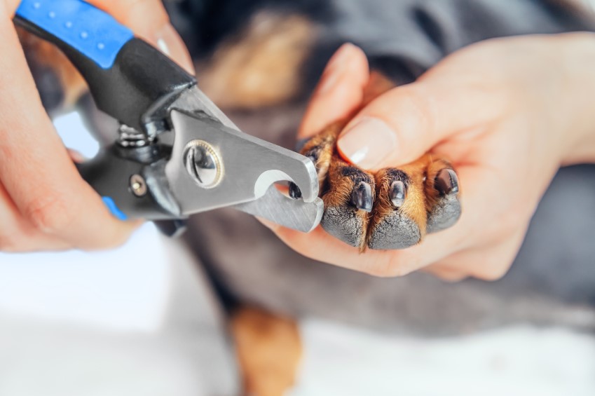 7 Ways to Tell Your Dog's Nails Are Too Long