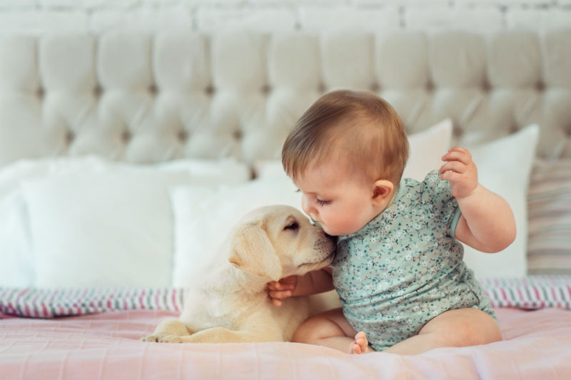 Helpful Hints When Introducing Babies and Dogs - Coxwell Animal Clinic  Clinic